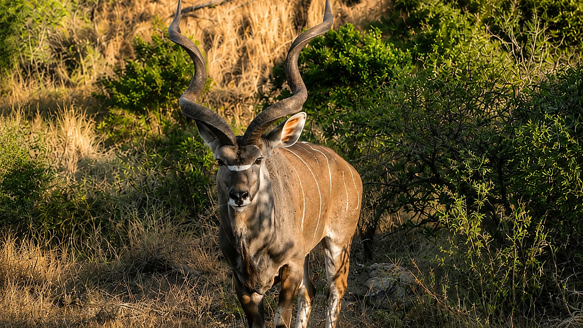 Photographic safari