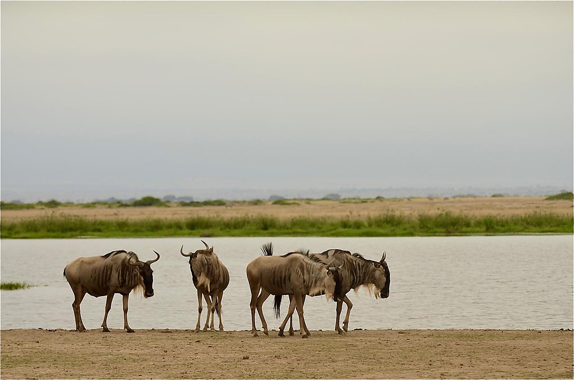 Great migration