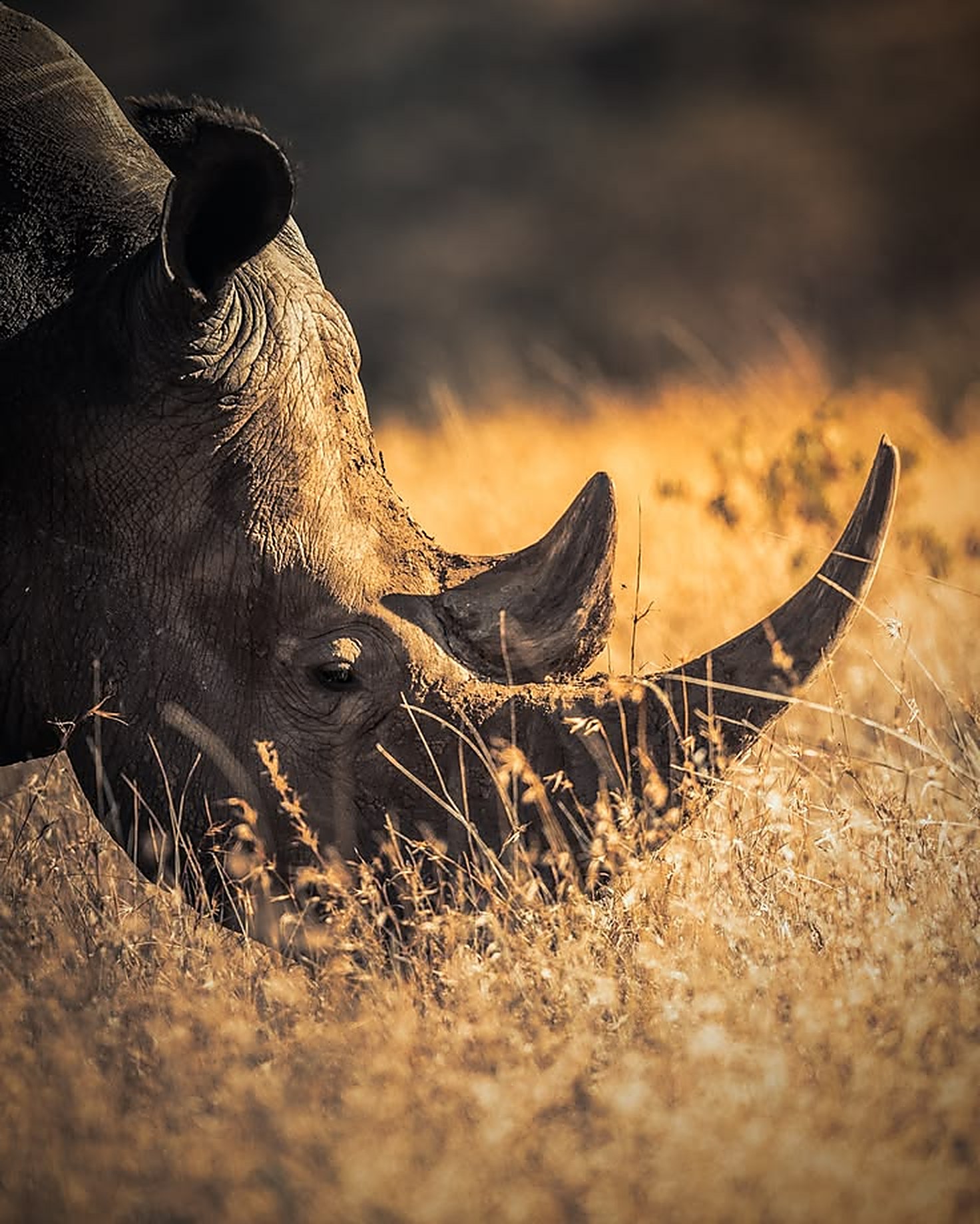 Tracking rhino on foot at dawn