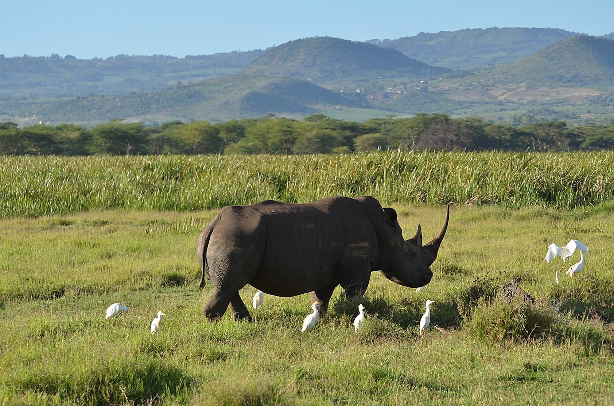 Conservation safari